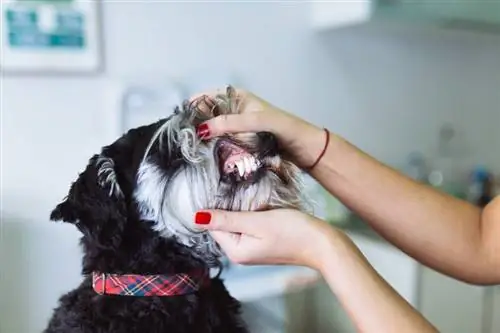 veterinario che controlla i denti del cane schnauzer nano