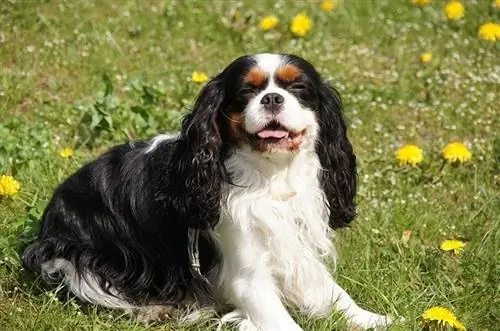 Da li Cavalier King Charles Spaniels puno laju?