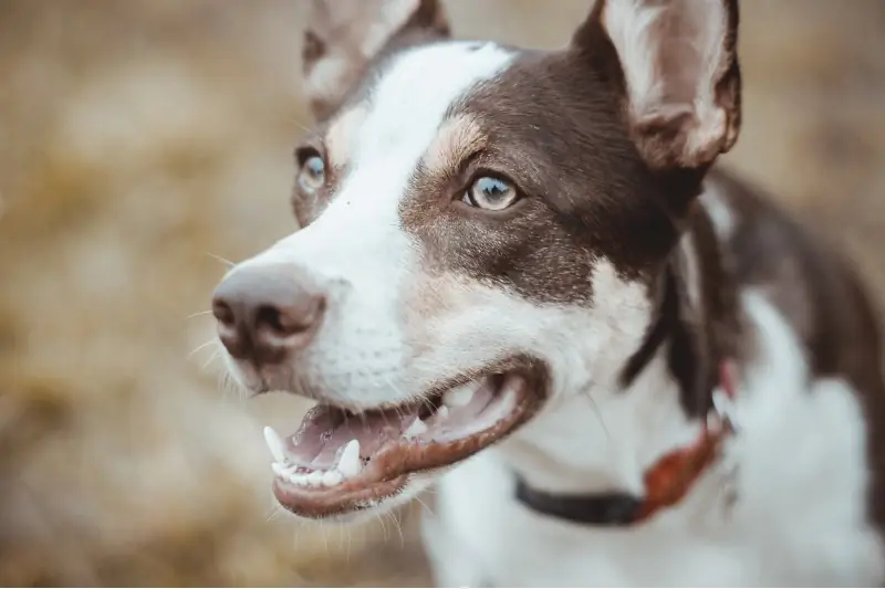 close-up van een hond met zijn mond open en zijn tanden laten zien