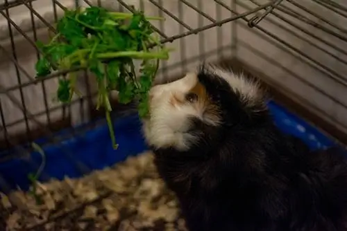 Babi Guinea Makan Ketumbar