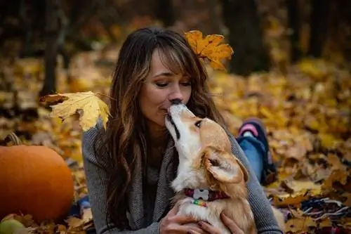 corgi mencium seorang wanita