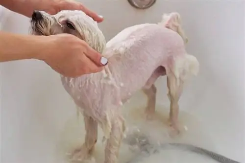 cane m altese bianco che fa il bagno