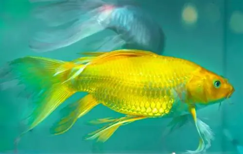 Kann man einen Koi-Fisch in einem Zimmerbecken h alten? Aquatic Facts & FAQs