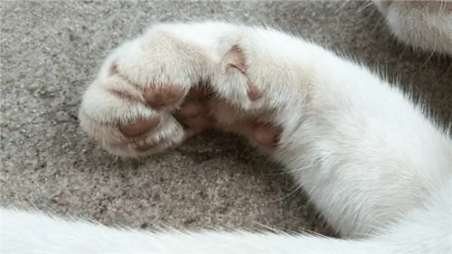 Primer plano de garras de rocío de pata de gato