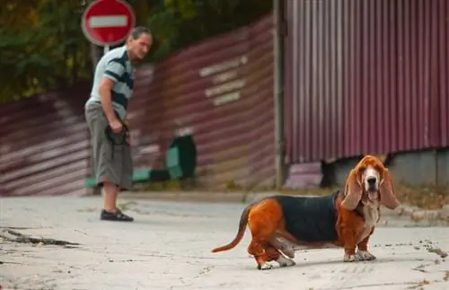 baset ve starém parku