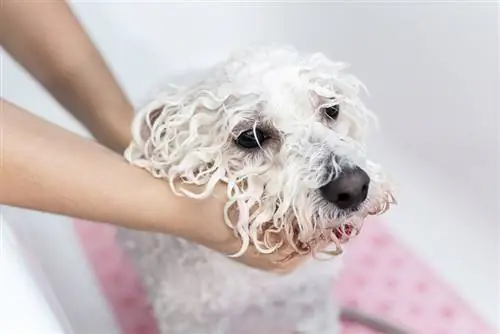 chien bichon frisé prenant un bain