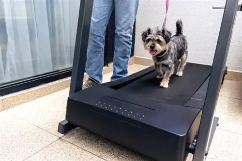 chien faisant de l'exercice sur un tapis roulant