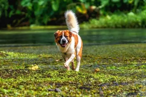 Swissy Saint (Swiss Mountain Dog & St Bernard Mix): Információ, képek, tények