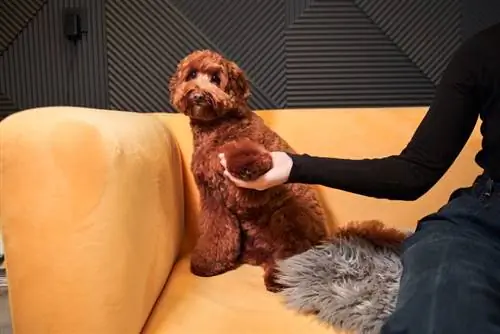 labradoodle na nakaupo sa sofa kasama ang kanyang may-ari