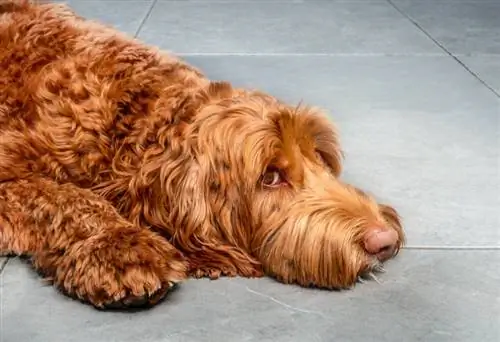 mbwa wa labradoodle nyekundu amelala kwenye vigae vya marumaru na kichwa kikiwa chini