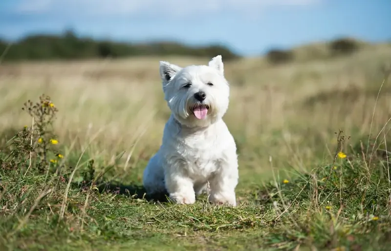 anjing terrier putih tanah tinggi barat