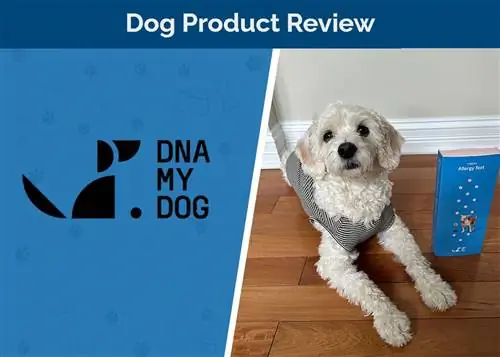 DNS My Dog Canine Allergy Test Review 2023: Jó érték?