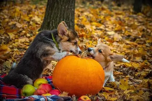 chiens et citrouille