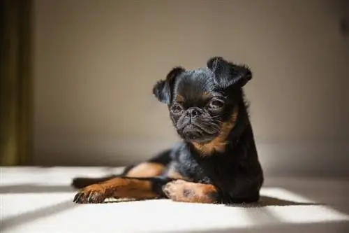 Brussels Griffon Dog Cov Lus Qhia