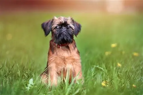 180 tên tuyệt vời cho Brussels Griffons – Trò chơi tuyệt vời dành cho chú chó đáng yêu của bạn