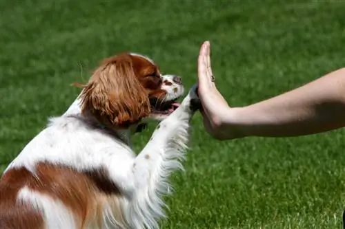 Cavalier King Charlesi spanjel