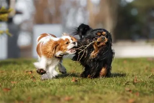 Süvari kral charles spaniel