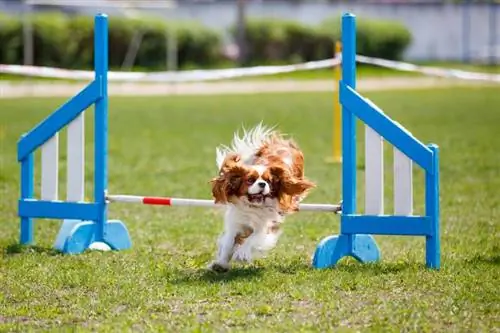 Mfalme wa Cavalier Charles Spaniel