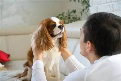 cavalier roi Charles Spaniel