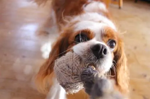 Kako dresirati španijela Cavalier King Charlesa (7 lakih koraka)