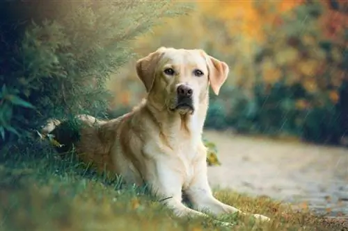 labradorský retriever