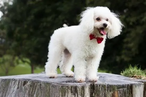 poodle em tronco de árvore