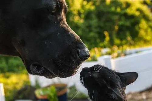 Jesu li doge dobre s mačkama? Iznenađujući odgovor