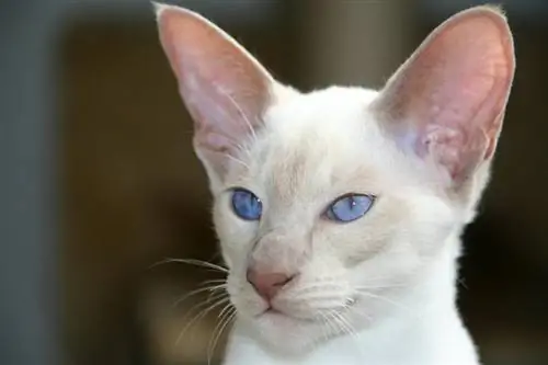 Gato siamês branco com olhos azuis