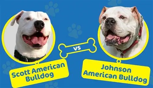 სკოტი vs Johnson American Bulldog: რა განსხვავებაა?