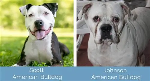 Scott εναντίον Johnson American Bulldog δίπλα δίπλα