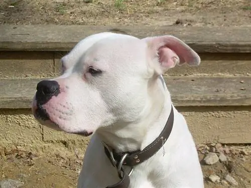 Scott American Bulldog