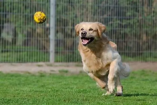 Perro jugando a atrapar