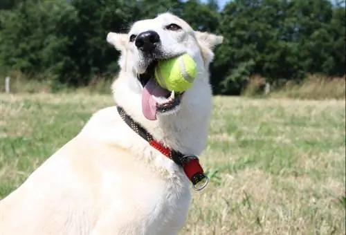 Valkoinen koira tennispallolla