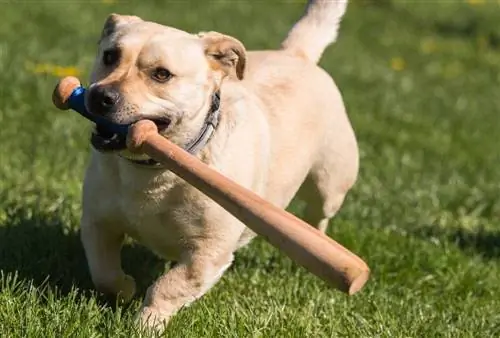 labor baseball ütővel