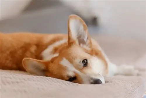 Corgi marrón y blanco acostado