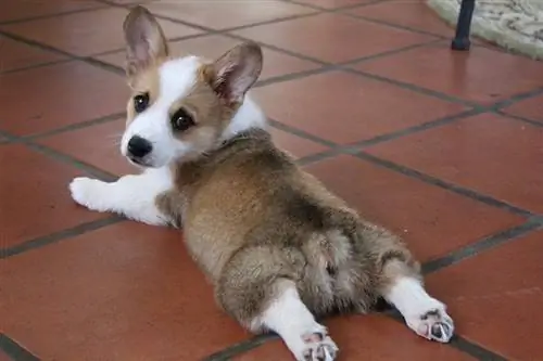 Puppy Corgi splooting