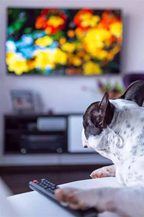 francúzsky buldog pozerá televíziu