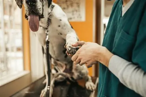 zoo heev dane grooming