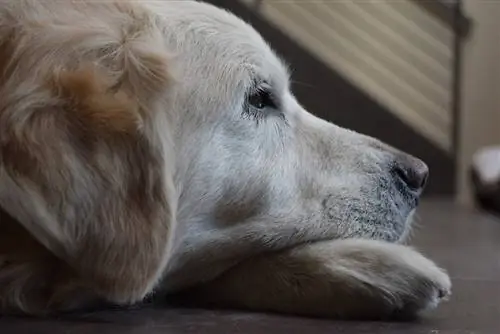 triste golden retriever