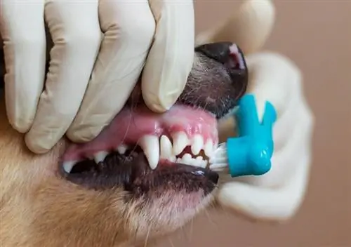 brosser les dents du chien