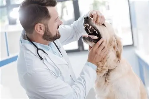 veterinario che controlla i denti del cane