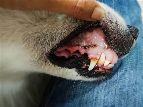 Anjing Saya Gusi Pucat, Apa Yang Perlu Saya Lakukan? Doktor haiwan kami menerangkan