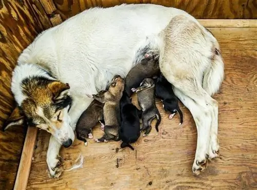 Hund füttert Welpen