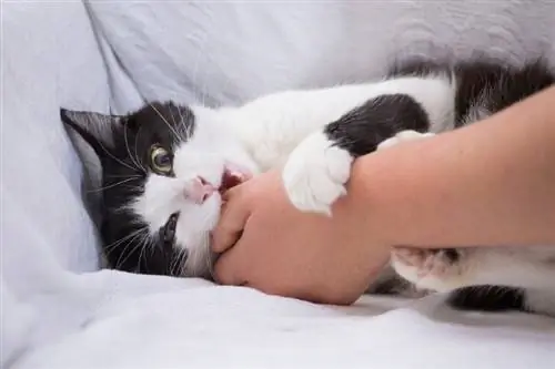 gato muerde la mano de la mujer