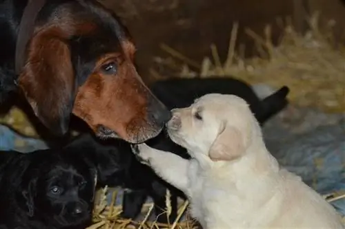 Mon chien n'arrête pas de quitter ses chiots : 3 façons de réagir