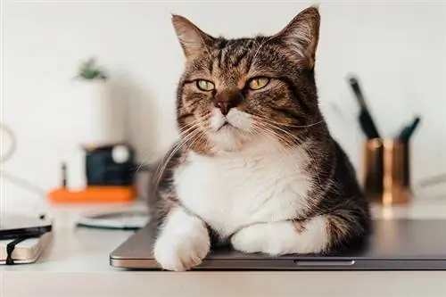 chat assis sur un ordinateur portable argenté