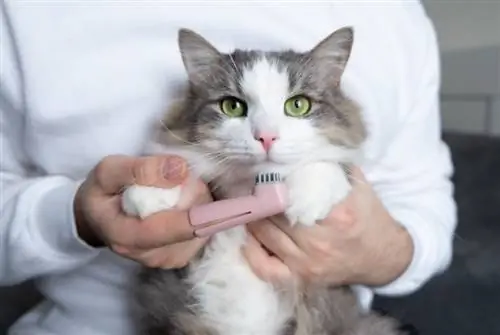 un homme se brosse les dents d'un chat