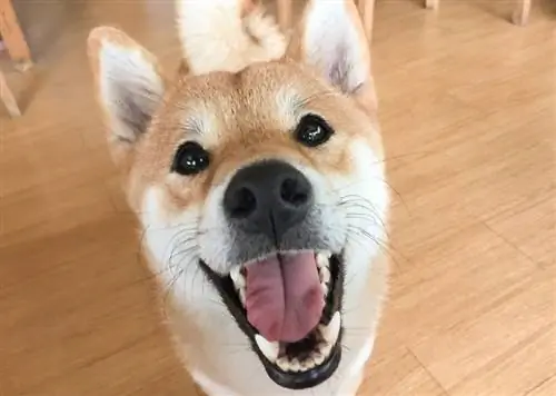 perro shiba inu pidiendo comida