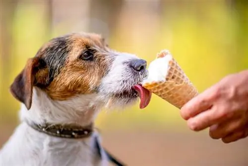 glace pour chien