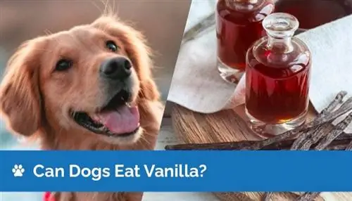 Itlar Vanilla yeyishi mumkinmi? Veterinar tomonidan ko'rib chiqilgan faktlar & Tez-tez so'raladigan savollar